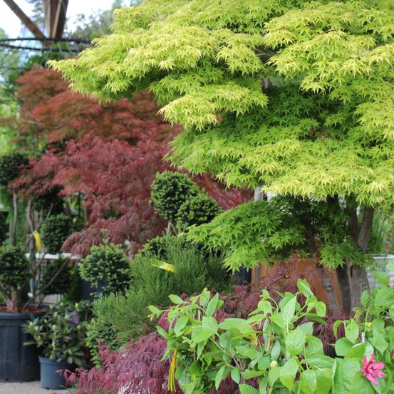 Bild enthält, Garden, Nature, Outdoors, Plant, Potted Plant, Arbour, Tree, Planter, Leaf, Vegetation