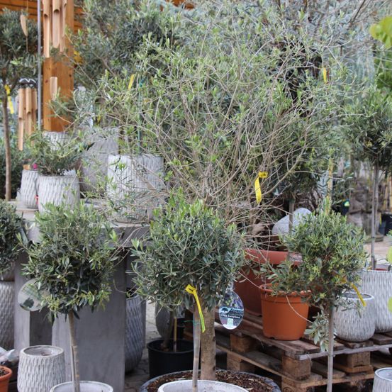 Bild enthält, Garden, Nature, Outdoors, Cookware, Pot, Plant, Potted Plant, Vegetation, Herbs, Patio