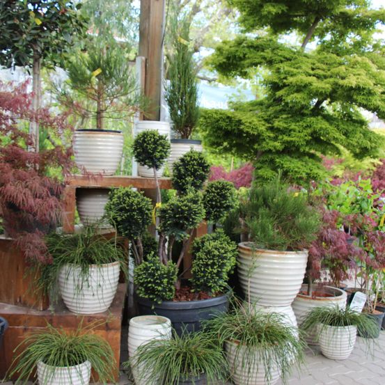 Bild enthält, Garden, Nature, Outdoors, Plant, Potted Plant, Cookware, Pot, Tree, Backyard, Planter