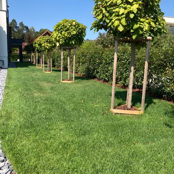 Bild enthält, Grass, Backyard, Nature, Outdoors, Yard, Lawn, Vegetation, Garden, Park, Tree