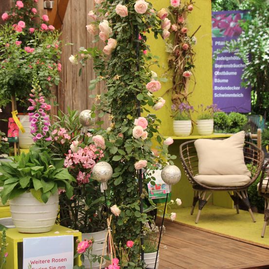 Bild enthält, Flower, Flower Arrangement, Plant, Chair, Garden, Flower Bouquet, Potted Plant, Interior Design, Geranium, Planter