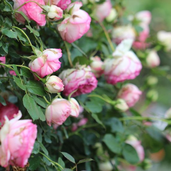 Bild enthält, Flower, Plant, Rose, Petal, Geranium, Flower Arrangement