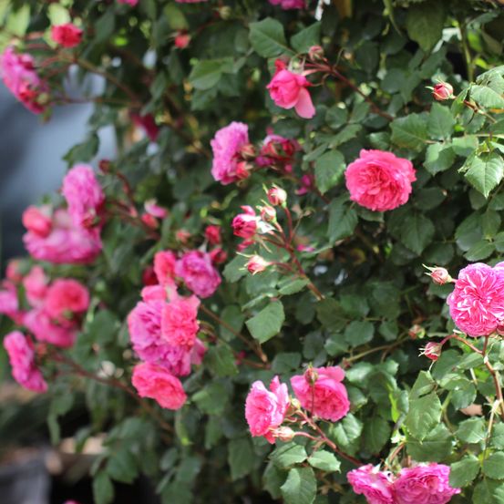 Bild enthält, Flower, Geranium, Plant, Rose, Petal, Dahlia, Flower Arrangement