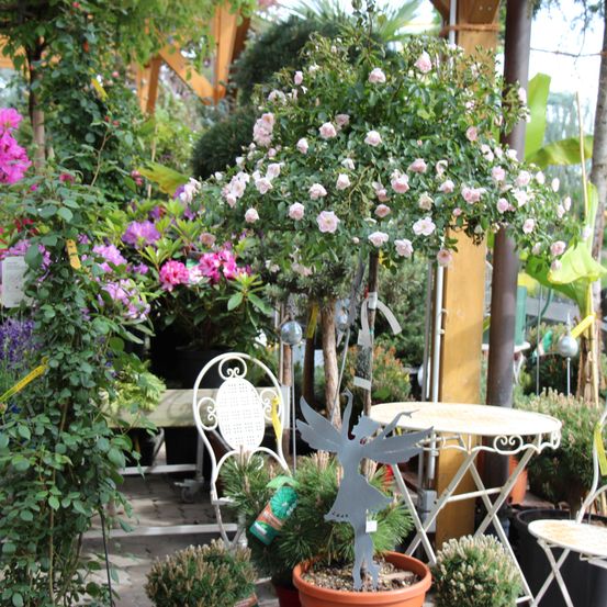Bild enthält, Garden, Nature, Outdoors, Plant, Potted Plant, Patio, Arbour, Chair, Flower, Geranium