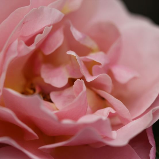 Bild enthält, Flower, Plant, Rose, Geranium, Petal