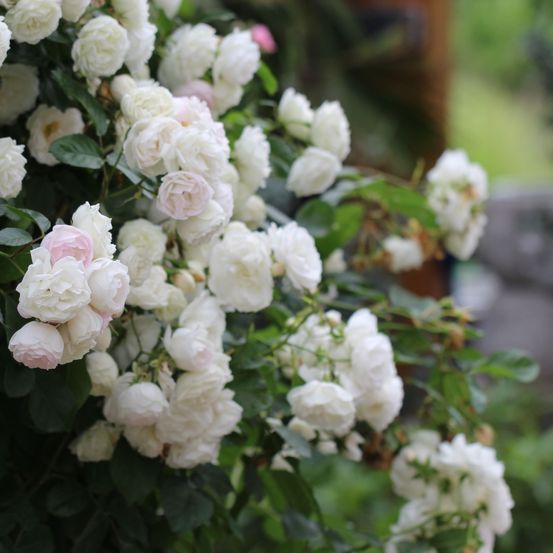 Bild enthält, Flower, Plant, Rose, Flower Arrangement, Flower Bouquet, Geranium, Petal