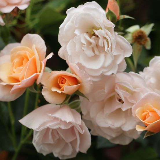 Bild enthält, Flower, Plant, Rose, Flower Arrangement, Flower Bouquet, Geranium, Petal