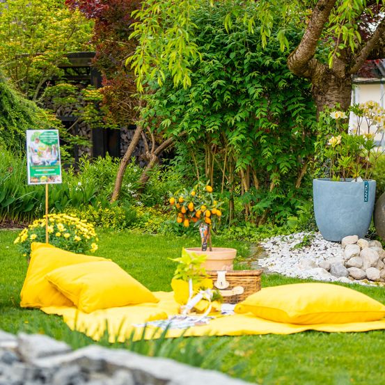 Bild enthält, Backyard, Nature, Outdoors, Yard, Grass, Potted Plant, Tree, Garden, Cushion, Pottery