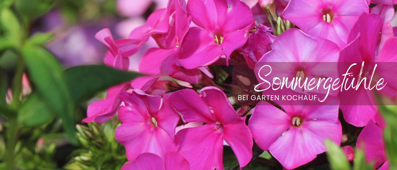Ein Nahaufnahme eines lebhaften Clusters pinker Blumen, möglicherweise Phlox, mit einem unscharfen Hintergrund. Das Bild hat einen Wasserzeichen mit dem Text 'Sommer bei Garten Kochau'.