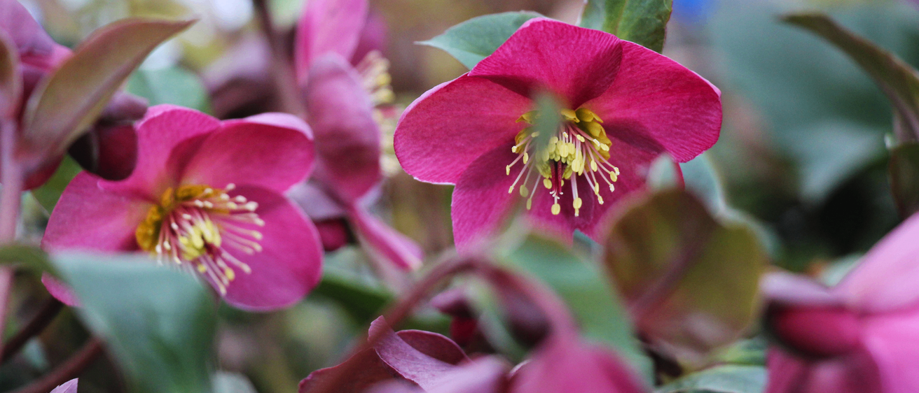 Eine Nahaufnahme eines Clusters von rosa Helleborus-Blüten mit grünen Blättern und gelben Zentren. Die Blütenblätter sind leicht gewellt und zeigen die feinen Details der Blüten.