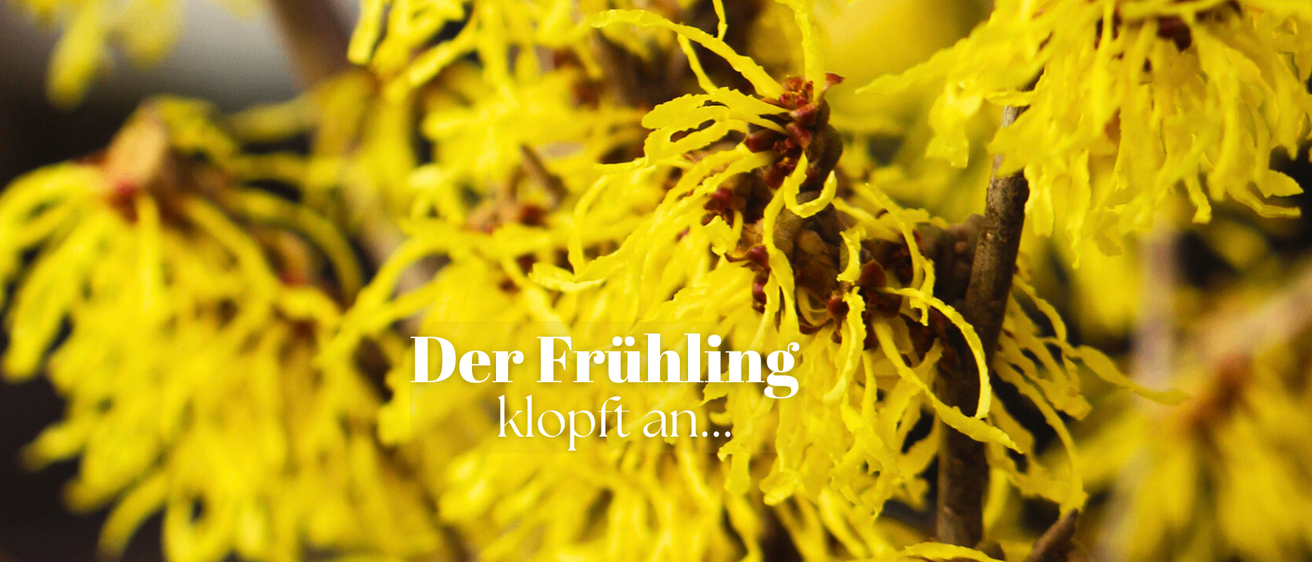 Ein Nahaufnahme von leuchtend gelben Blumen mit schlanken, gelockten Blütenblättern, die auf den Frühling hindeuten. Die Worte 'Der Frühling klopft an' erscheinen auf dem Bild.