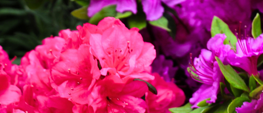 Ein Nahaufnahme von leuchtenden rosa und lila Blumen, wahrscheinlich Azaleen, mit grünen Blättern, die einen strukturierten Blumenhintergrund bilden.