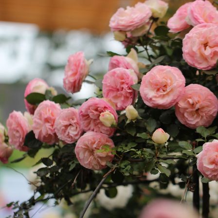 Bild enthält, Flower, Plant, Rose, Flower Arrangement, Flower Bouquet, Geranium, Petal
