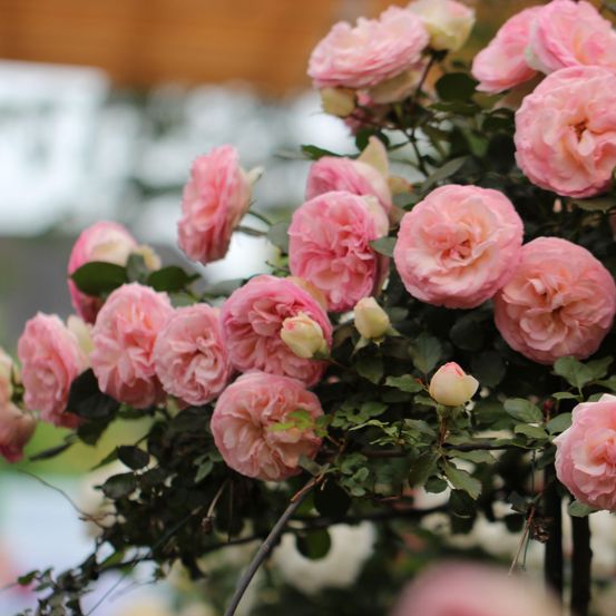 Bild enthält, Flower, Plant, Rose, Flower Arrangement, Flower Bouquet, Geranium, Petal