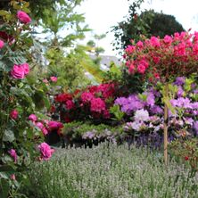 Bild enthält, Flower, Geranium, Rose, Garden, Nature, Outdoors, Petal, Dahlia, Flower Arrangement, Flower Bouquet