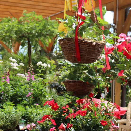Bild enthält, Garden, Nature, Outdoors, Flower, Geranium, Flower Arrangement, Potted Plant, Flower Bouquet, Herbs, Chair