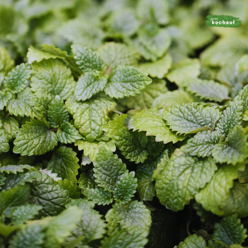 Bild enthält, Herbs, Mint, Plant, Herbal, Leaf