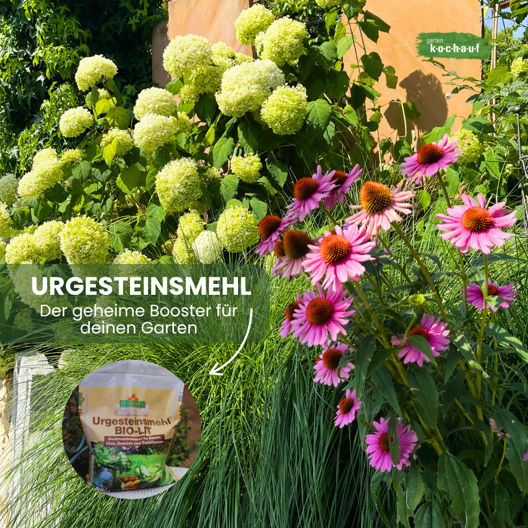 Eine Gartenszene mit blühenden rosa Kornblumen und grünem Laub. Ein Beutel 'Urgesteinsmehl' Dünger ist sichtbar und wirbt ihn als Garten-Booster an.