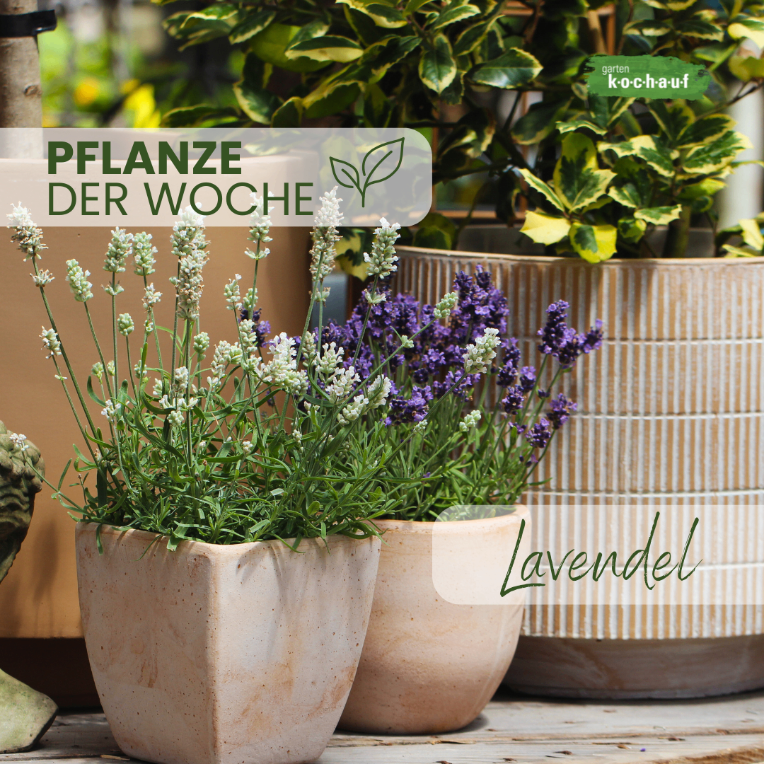 Ein Bild von drei Tontopfpflanzen mit Lavendel, beschriftet mit 'Pflanze der Woche'.