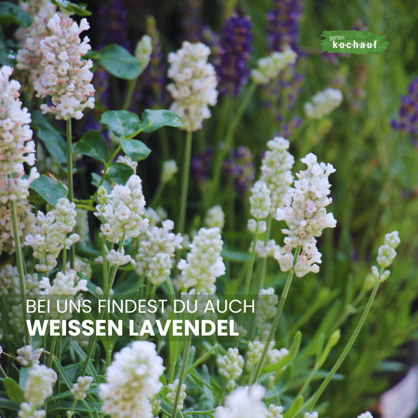 Eine Gartenszene mit weißen Lavendelblüten und grünen Blättern. Der Hintergrund ist verschwommen mit lila Blumen. Der Textüberlagerung lautet 'Finde weißen Lavendel hier'.
