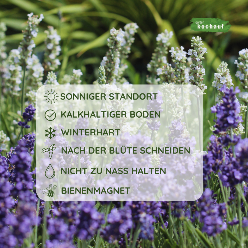 Das Bild zeigt Lavendelpflanzen in voller Blüte mit Textüberlagerungen, die Pflegehinweise geben. Es enthält Informationen zu Sonne, Boden, Winterhärte, Schnitt, Bewässerung und Bienenmagnet.