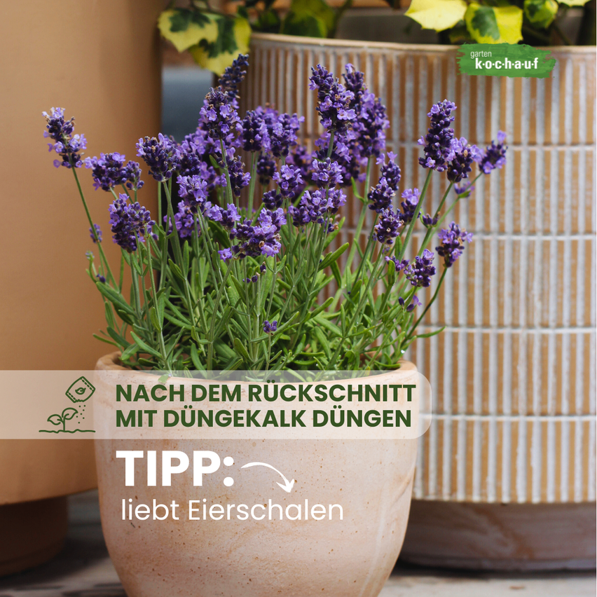 Ein Topf mit Lavendel in einem Keramiktopf, mit lila Blüten, mit einem Gartentipp auf einem weißen Banner, vor dem Hintergrund einer Ziegelsteinmauer.