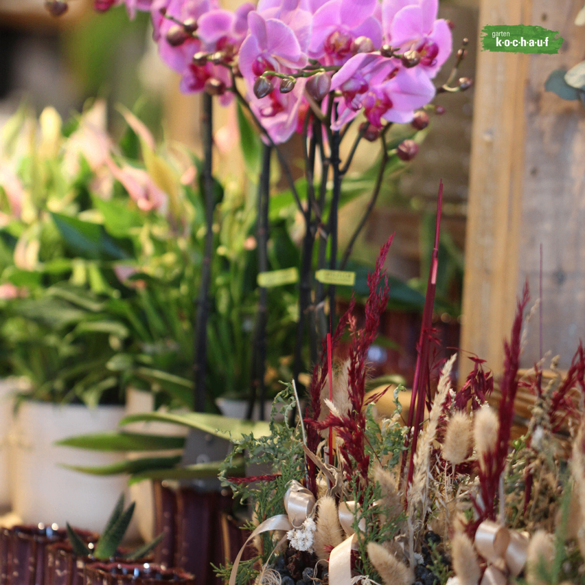 Ein Nahaufnahme einer rosa Orchidee in einer Vase, umgeben von anderen Pflanzen in verschiedenen Töpfen, mit einem weißen Band um die Orchidee.