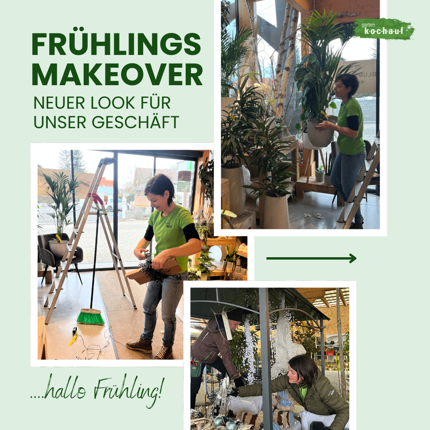 Frühlings-Makeover: Neuer Look für unser Geschäft. Zwei Frauen sind dabei zu sehen, wie sie Pflanzen auf Regale stellen und anordnen. Der Laden ist mit viel Grün gefüllt.