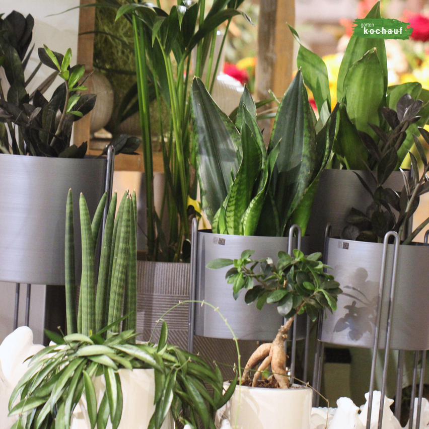Eine Sammlung von Topfpflanzen, einschließlich einer Schlangenpflanze, wird auf grauen Ständern mit einem roten und weißen Logo ausgestellt.