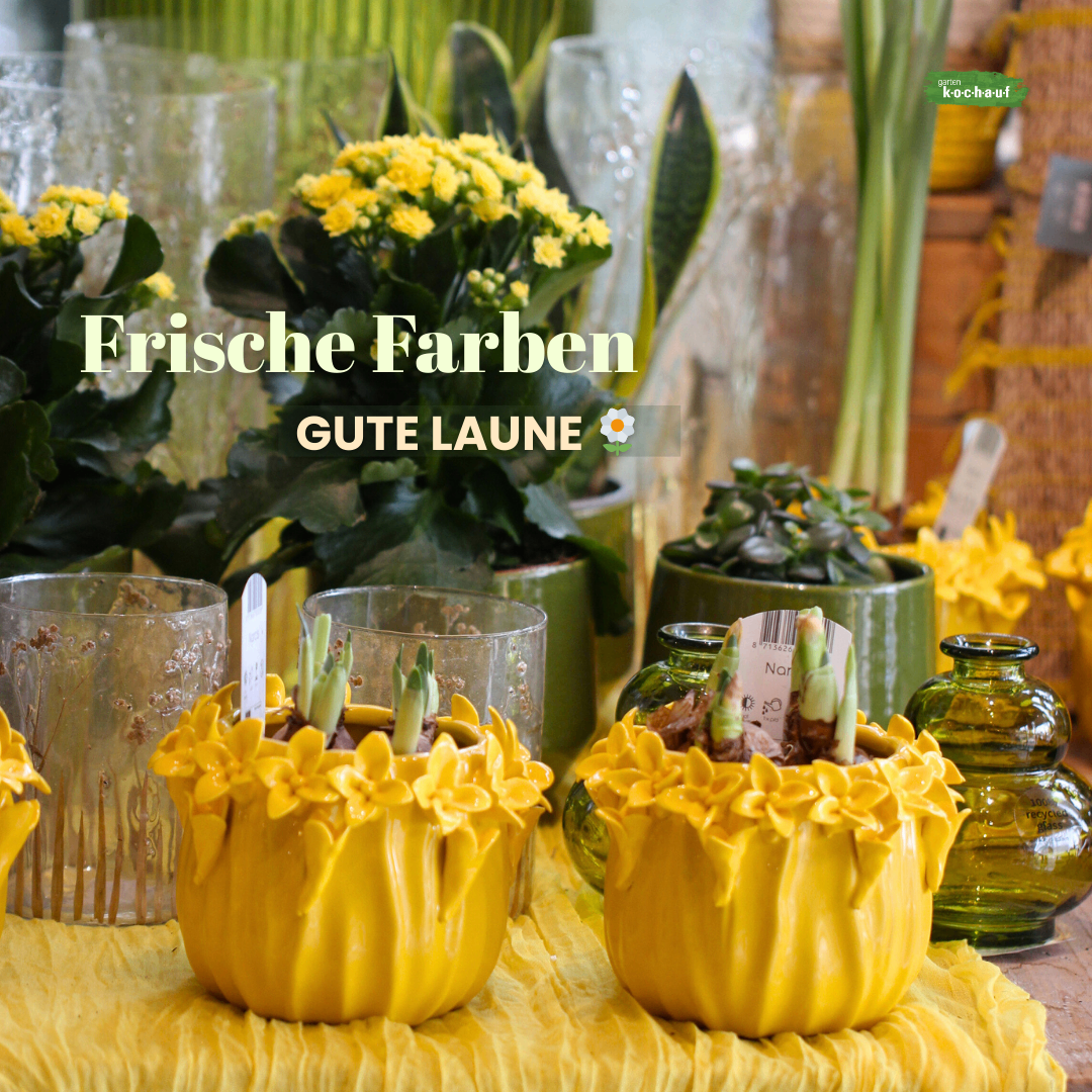 Eine Anordnung von gelben Topfpflanzen mit Blumen auf einem Tisch. Die Pflanzen sind in gelben Töpfen. Die Wörter 'Frsche Farben' und 'Gute Laune' sind im Bild geschrieben.