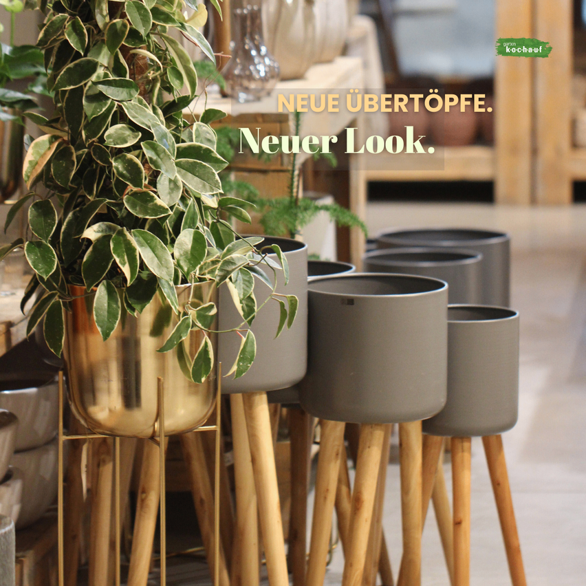 Eine Pflanze in einem goldenen Topf umgeben von grauen Töpfen auf holzfarbenen Ständern. Der Text 'Neue Übertöpfe. Neuer Look.' steht in einem Raum mit holzfarbenen Regalen.