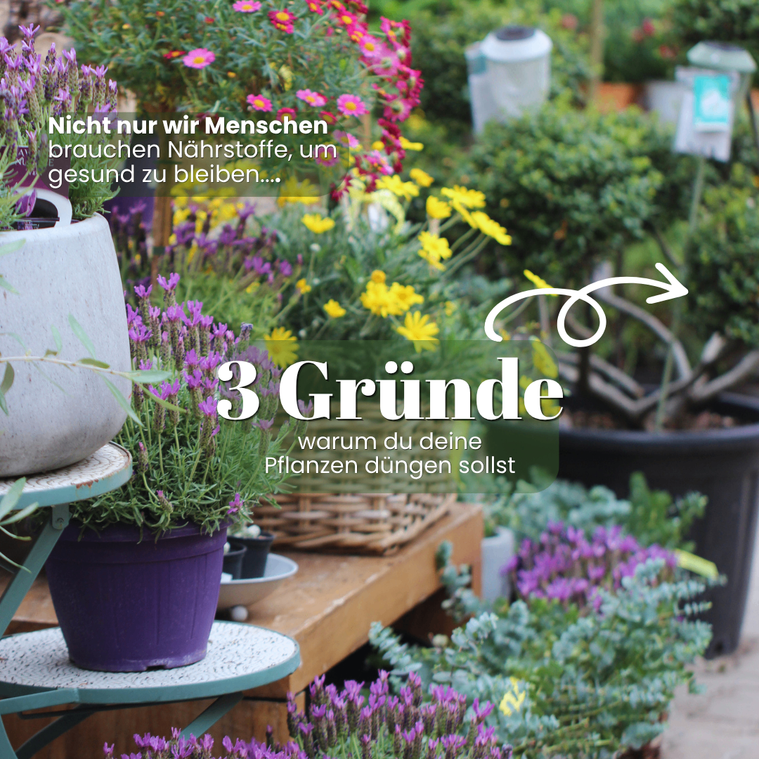 Advertisement with three reasons for fertilizing plants, featuring various potted plants in the foreground and a blurry background.