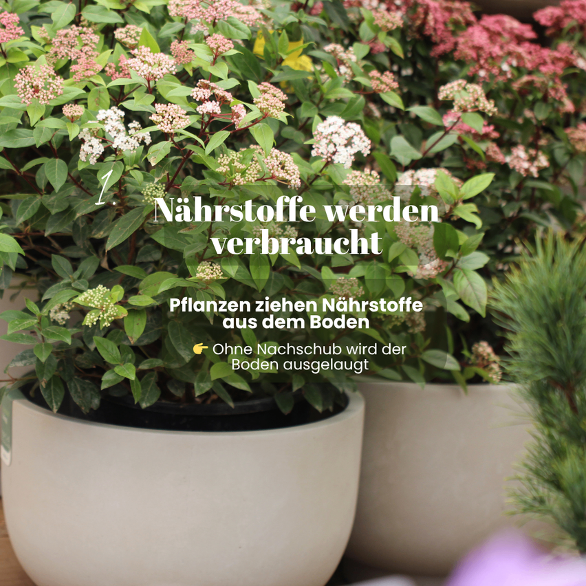 The image shows various potted plants with green leaves and flowers. The text indicates that plants consume nutrients and without replanting, the soil is depleted.