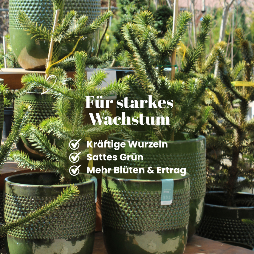 Green potted plants with the tag 'Living'. Text reads 'For strong growth'. Features include strong roots, vibrant green, and more flowers and yield.