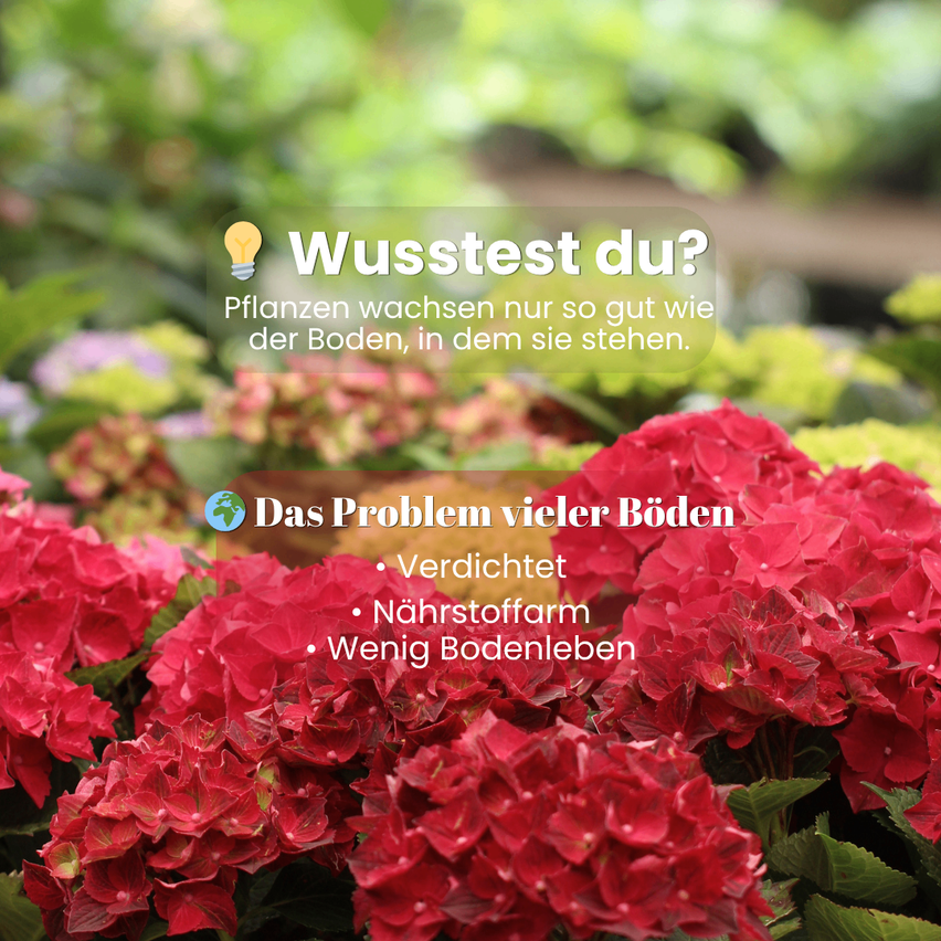 An image showing red flowers in a garden with text overlay about soil conditions. The text states that plants grow well based on the soil. The soil problems are compacted, nutrient-poor, and low in soil life.