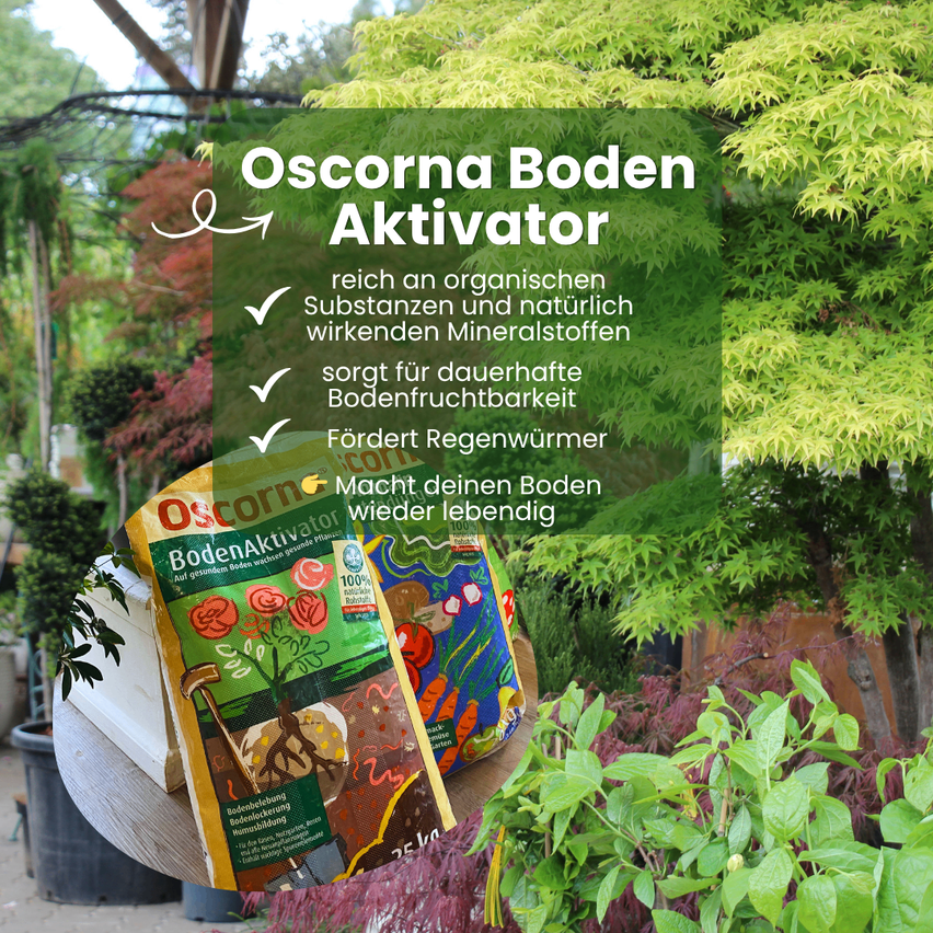 An advertisement for Oscorna Boden Aktivator, a product rich in organic substances and natural minerals. It ensures long-lasting soil fertility and promotes earthworms. The package is displayed in a garden.