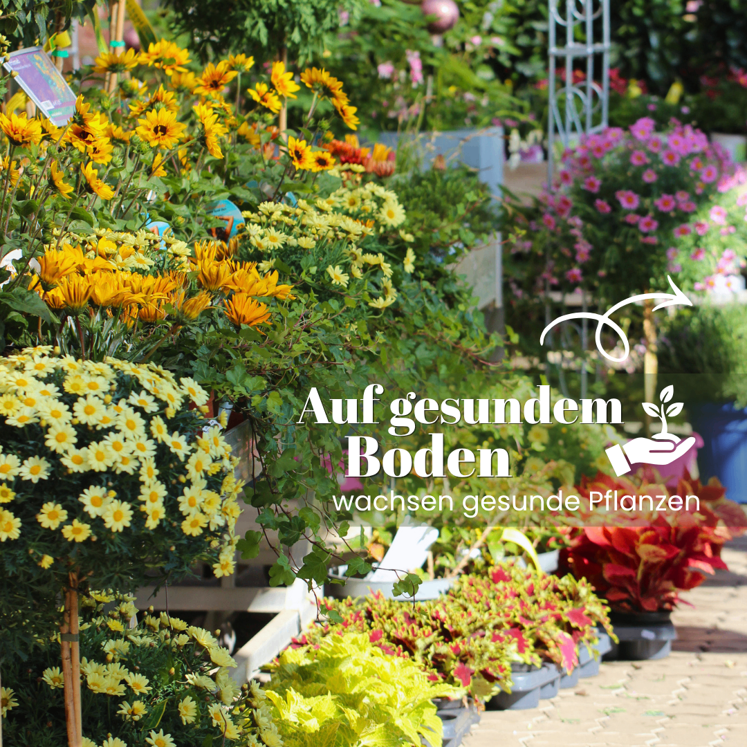 A garden full of vibrant flowers including yellow daisies and pink and purple blooms. The text overlay reads 'Auf gesundem Boden' which translates to 'On healthy soil'.