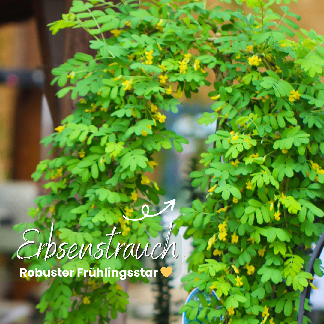 Close-up of a green plant with yellow flowers, named Erbsenstrauche, known as a robust spring star. The plant is in focus, while the background is blurry.