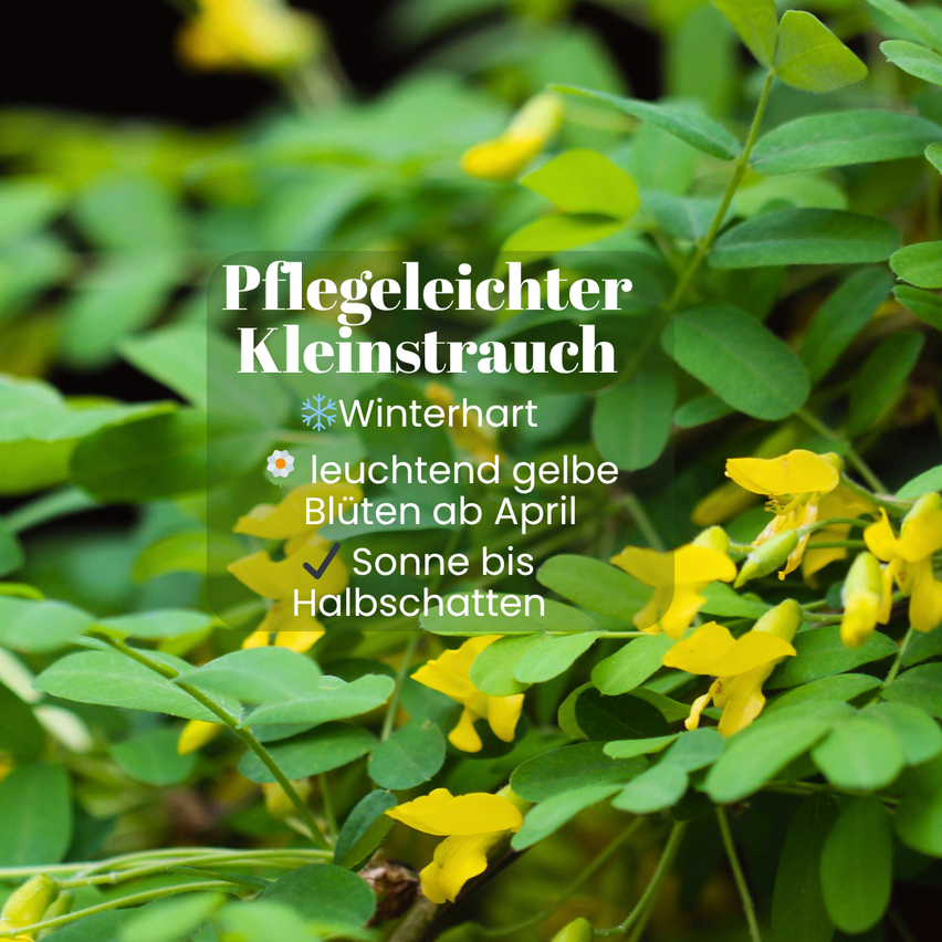 A close-up view of bright yellow flowers on a bush with green leaves. The text overlay reads Pflegeleichter Kleinstrauch, Winterhart, and Leuchtend gelbe Bluten ab April.