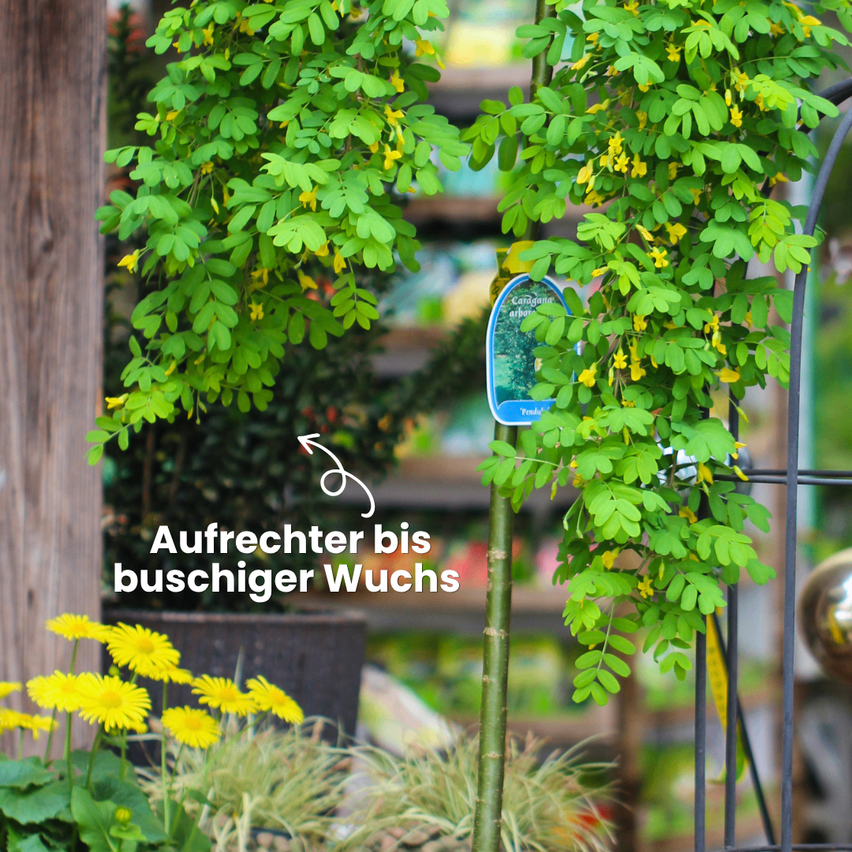 A plant with yellow flowers in a garden, labeled 'Caragana arborea.' The text reads 'Upright to bushy growth.' Behind it, another plant with yellow flowers.