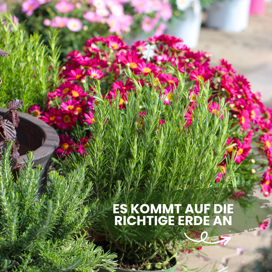 Ein Nahaufnahme von verschiedenen Topfpflanzen, einschließlich Rosen, mit dem Text 'ES KOMMT AUF DIE RICHTIGE ERDE AN' auf Deutsch.