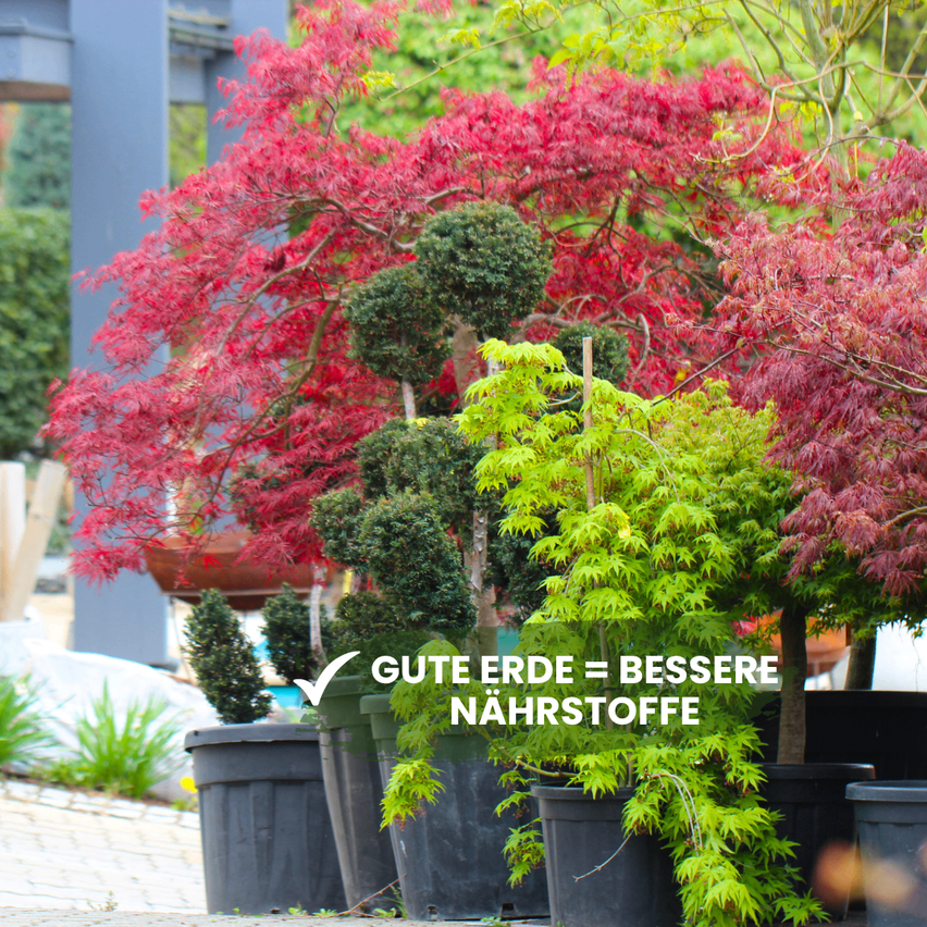 Mehrere Topfpflanzen mit unterschiedlichen Blattfarben, einschließlich rot, grün und gelb, sind auf einer Betonfläche ausgestellt. Ein Schild mit dem Text 'Gute Erde = Bessere Nahrstoffe' ist im Bild vorhanden.