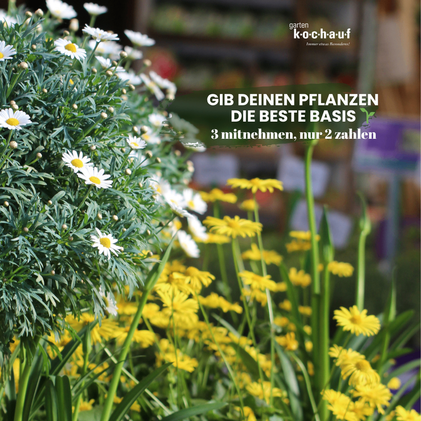 Eine Gartenwerbung zeigt eine Nahaufnahme verschiedener gelber und weißer pflanzenähnlicher Blumen mit grünen Blättern. Der Text lautet 'Gib deinen Pflanzen die beste Basis' und '3 mitnehmen, nur 2 zahlen'.