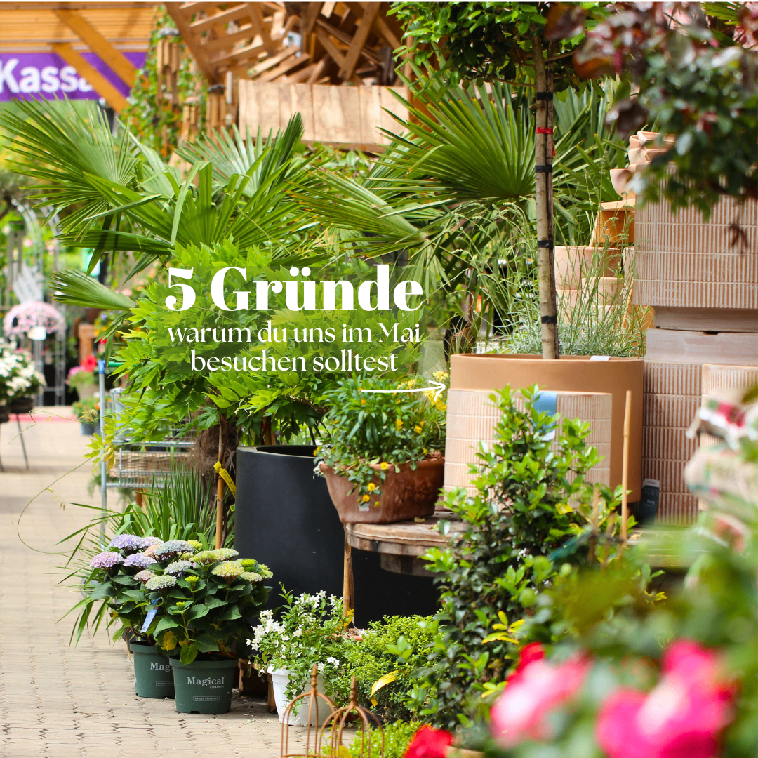 An outdoor garden with various potted plants, some labeled 'Magical', showcasing vibrant flowers and greenery. The background features a wooden structure with a sign reading 'Kasse' and a pathway.