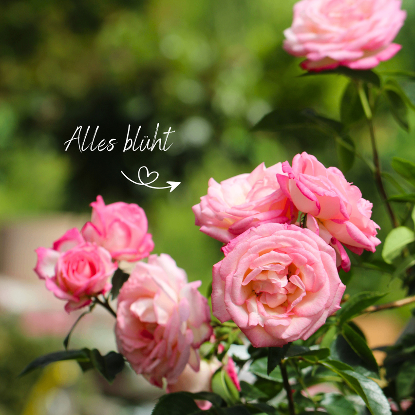 A close-up of several pink roses with the words Alles bliht above them. The roses are in focus with a blurry background.