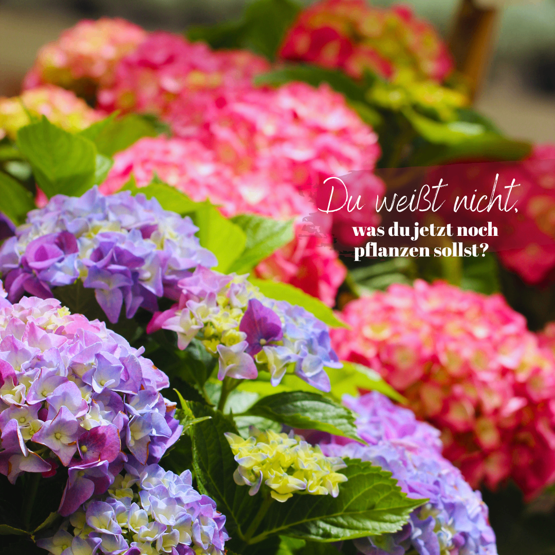 Nahaufnahme von leuchtenden lila und rosa Hortensien mit grünen Blättern, einem unscharfen Hintergrund und einem Textüberlagerung, der fragt, ob du weißt, was du jetzt noch pflanzen sollst.