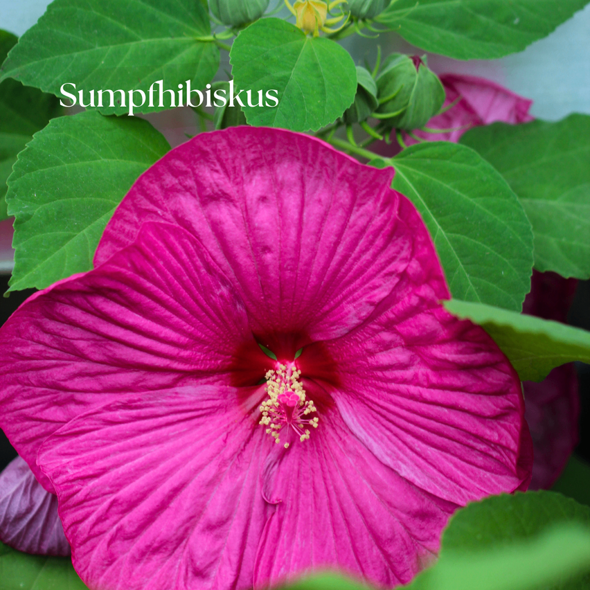Ein Nahaufnahme einer großen rosa Blume mit gelbem Zentrum, umgeben von grünen Blättern. Die Blume ist mit 'Sumpfhibiskus' beschriftet.