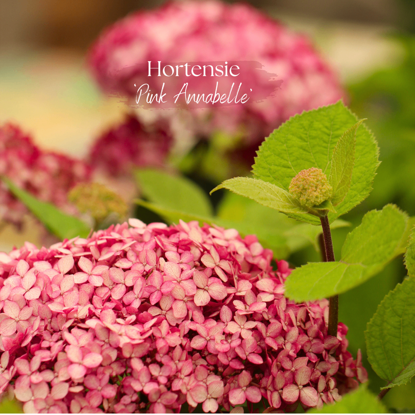 Eine Nahaufnahme einer Gruppe von rosa 'Hortensie Pink Annabelle'-Blumen mit leuchtenden Blütenblättern und grünen Blättern im Hintergrund.