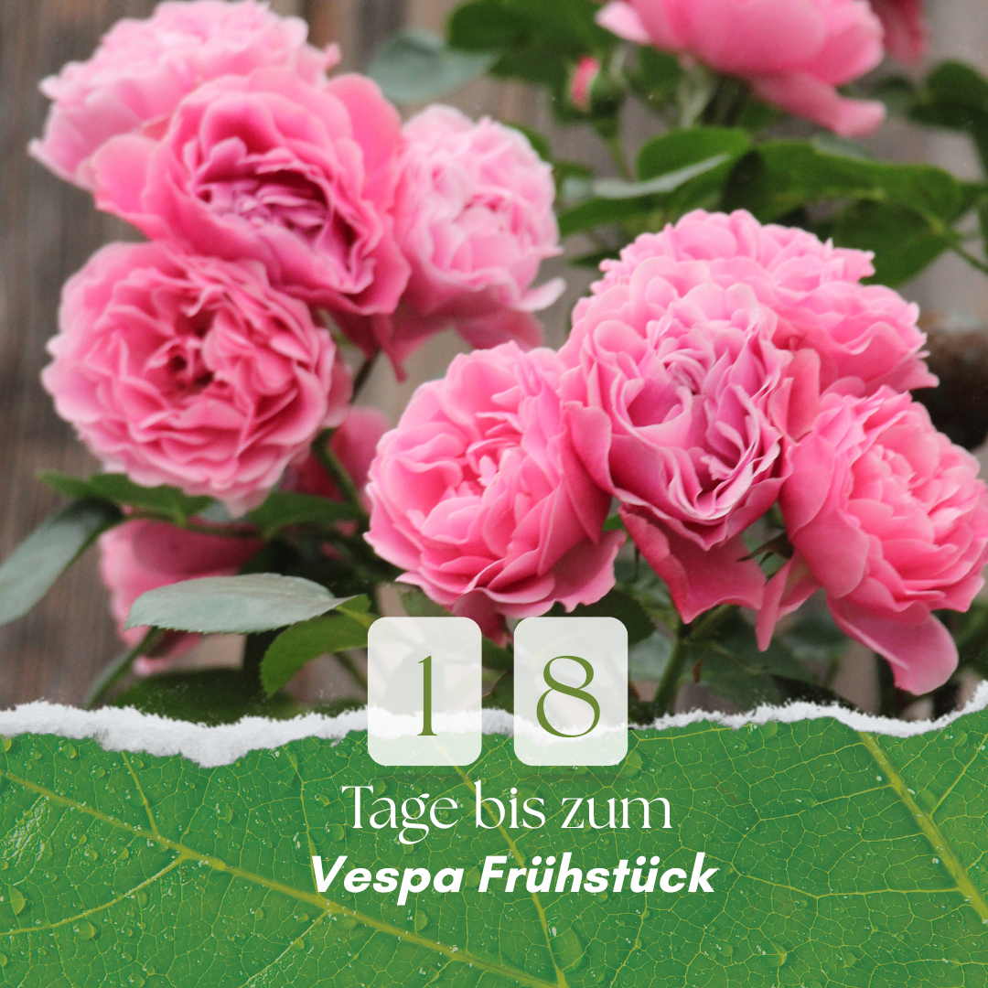 A close-up of pink roses with green leaves and a countdown of 18 days. The image has a green border with the text 'Tage bis zum Vespa Fruhstuck'.