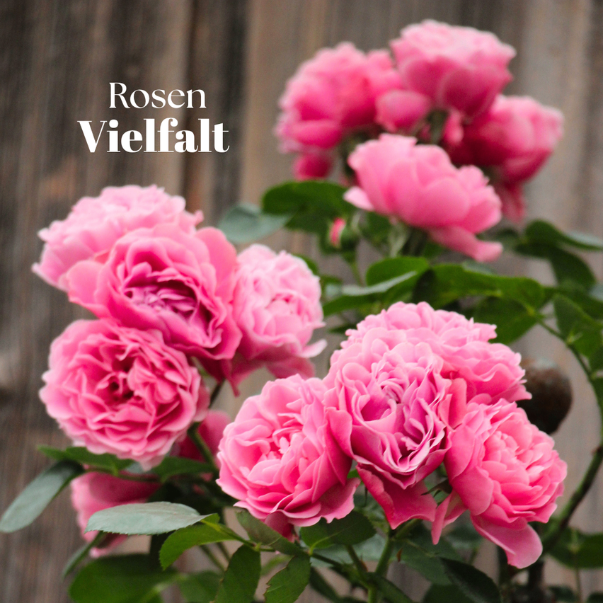 A bouquet of pink roses with lush green leaves, displayed against a wooden background with the words 'Rosen Vielfalt'.